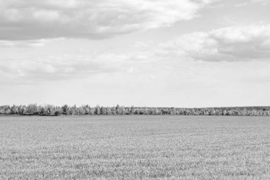 Renkli doğal arka plan üzerine köy çayırında güzel bir ufuk manzarası, uzun çayırdaki çayır köyünde ufuk manzarası, hayvan için köy otlağındaki ufuk doğa manzarası.