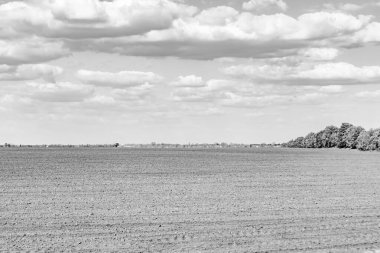 Organik hasat için büyük boş tarla fotoğrafları, gökyüzü arka planında hasat için büyük boş tarım tarlalarından oluşan fotoğraf, bu sonbahar mevsiminde hasat için boş tarla.
