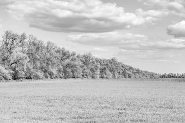 Renkli doğal arka plan üzerine köy çayırında güzel bir ufuk manzarası, uzun çayırdaki çayır köyünde ufuk manzarası, hayvan için köy otlağındaki ufuk doğa manzarası.