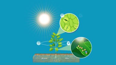 Fotosentez sürecinin 2D animasyonu. Fotosentez sürecinin adım adım animasyonu.