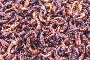 Meksika pazarında böcek satmak.