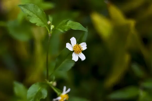 Çiçekler ışığın son ışınlarını arıyor.