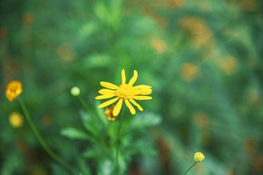 Bahçedeki sarı çiçek