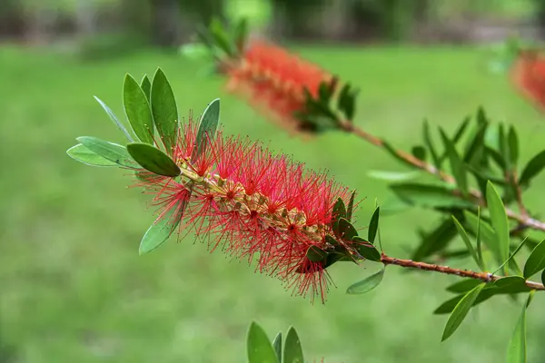 Bahçedeki ağacın kırmızı çiçekleri
