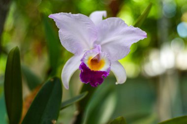 Bahçedeki orkide çiçeği