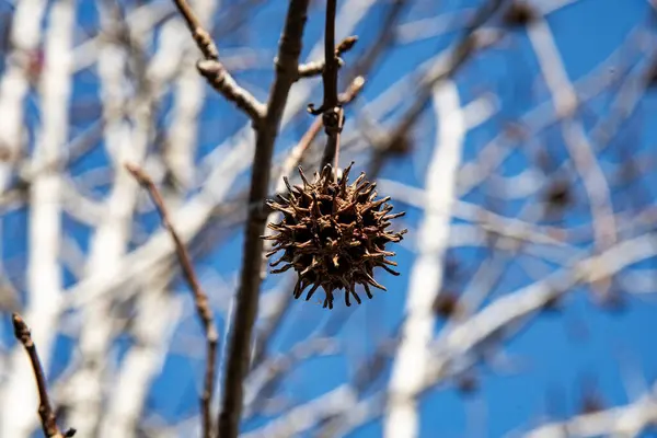 Ağaç dalında çam kozalakları