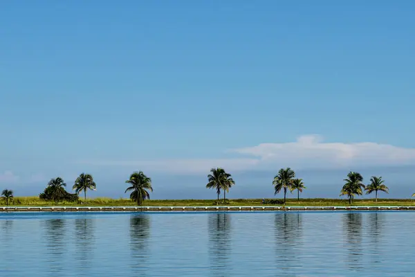 Tropik göl ve deniz. Okyanustaki palmiye ağacı.