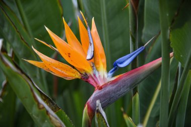 Cennet kuşu çiçeği.