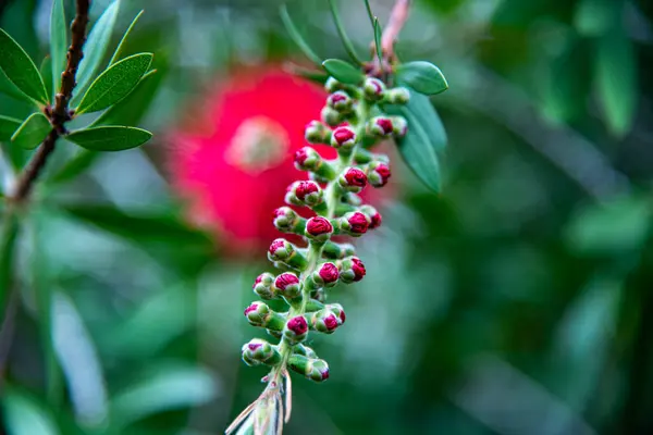 Ağaç dalında kırmızı çiçek