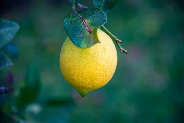 Ağaçta sarı limonlar, yakın görüş.