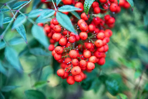 Kırmızı Rowan böğürtlenleri. Yeşil bir dala kırmızı rowan berry. Sonbahar hasadı.