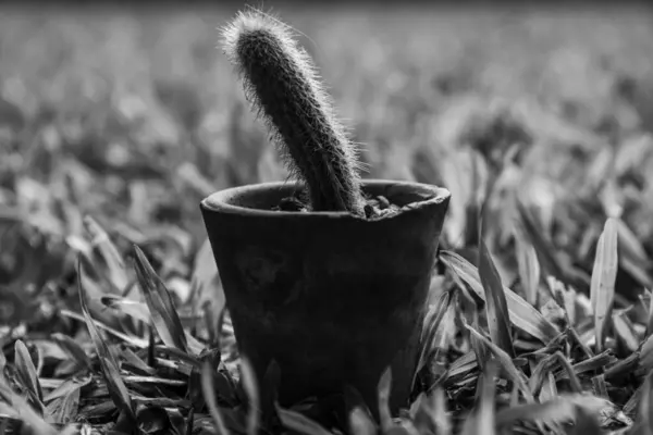 Bahçedeki kaktüse yakın.