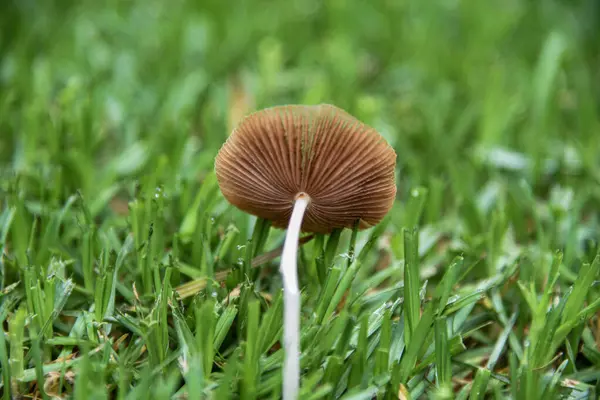 Ormanda yeşil çimenler