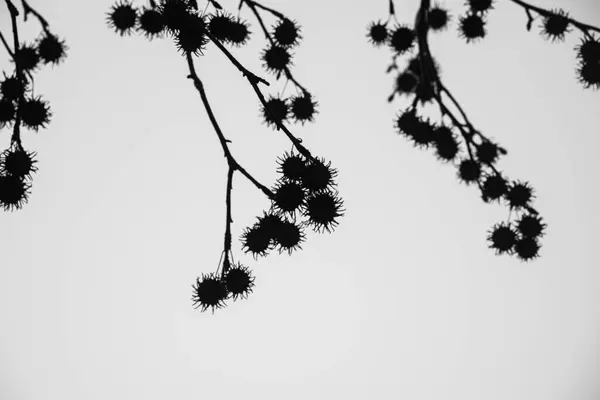 karlı bir ağaç dalının siyah silueti