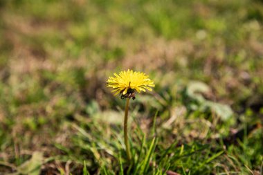 Çimenli sarı çiçek