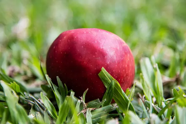 Bahçede kırmızı elma