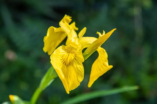 Bahçedeki güzel göz.