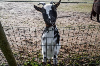 Bir kara keçi ve beyaz keçi tel çitin arkasında birlikte duruyorlar, çevrelerine tuhaf bir şekilde bakıyorlar, benzersiz görünüşlerini sergiliyorlar.