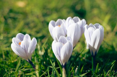 Güzel bir demet narin beyaz çiçek, canlı yeşil çimenlerin arasında gelişiyor, çevrelerindeki doğal manzaraya cazibe katıyor.