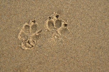 Sıcak kumda bırakılan sevimli pençe izlerinin büyüleyici güzelliğini keşfedin. Neşeli anları sembolize edin.