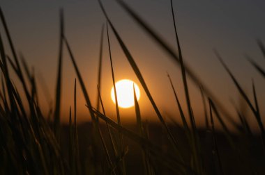 Göz kamaştırıcı ve güzel bir gün batımı. Uzun otların arasında parıldıyor. Huzur ve güzellik hissi uyandırıyor.