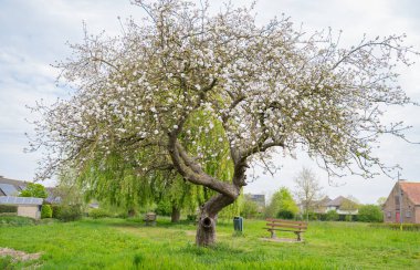 Güneşli bir çayırın ortasında, güzel beyaz çiçeklerle süslenmiş güzel bir ağaç var, güzel bir manzara yaratıyor.