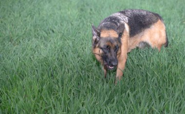 Bir Alman çoban köpeği, çevikliğini ve güzelliğini sergileyerek canlı yeşil çimenlerde zarifçe dolaşır.