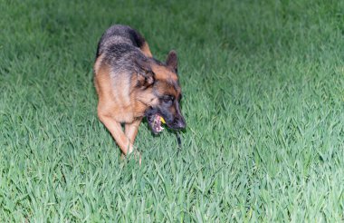 Göz kamaştırıcı bir Alman çoban köpeği sakin bir gecede yemyeşil çimlerin üzerinde yürüyor.