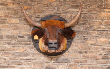 Son derece çarpıcı bir boğa başı tepesi, taşralı bir arka planda güzel ve karmaşık dokular sergiliyor.