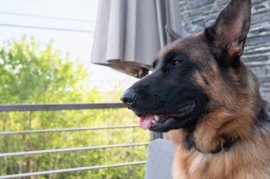 Görkemli bir Alman çoban köpeği sessizce poz verir güçlü özelliklerini ve güzel, parlak kürkünü zahmetsizce sergiler