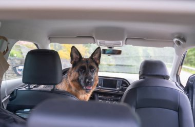 Bir Alman çoban köpeği bir aracın arka koltuğunda rahatça oturuyor ve pencereden dışarı bakarken eğleniyor.