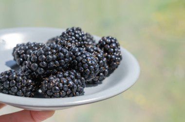 Lezzetli bir tabak dolusu olgun, sulu böğürtlen, sağlıklı bir aperatif ya da eğlenceli bir fırın için kesinlikle mükemmel.