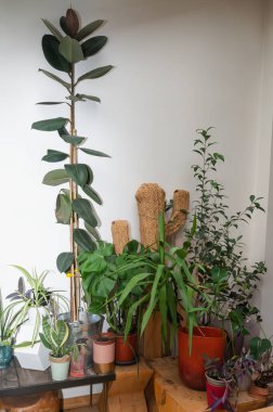 Modern ev dekorasyonu ve tasarımına yaşam ve enerji katan canlı ve renkli bir ev bitkisi.