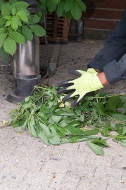Kendini adamış bir kişi bir sokak lambasının etrafındaki bitki kalıntılarını temizliyor, çevreyi ve toplum güzelliğini geliştiriyor.