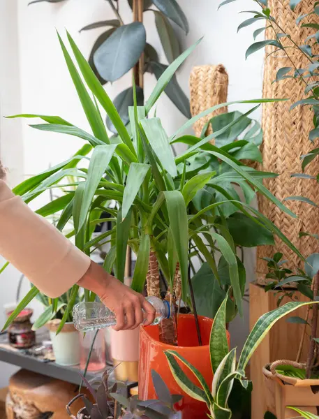Bir insan, saksı bitkisini su şişesiyle dikkatlice sulayarak bitkinin ihtiyacı olan suyu almasını sağlar.