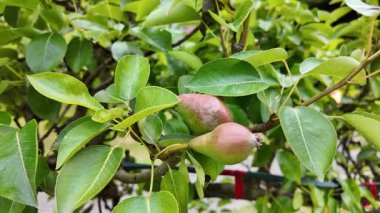 Canlı yeşil bir ağaçta sallanan olgun ve sulu armut meyvelerinin yakın çekim görüntüsü.