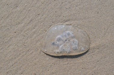 Göz kamaştırıcı bir denizanası zarif bir şekilde sıcak kumların üzerinde uzanır. Güzelce sergilenen doğaları kıyı boyunca inanılmaz harikalar yaratır.