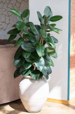 Zarif bir vazonun içine yerleştirilmiş şık bir bitki her türlü ev dekoruna canlılık ve canlılık katıyor.