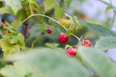 Canlı yeşil yapraklarla çevrili bir çalılıkta zarif bir şekilde asılı duran olgun, nefis ahududu resmi.
