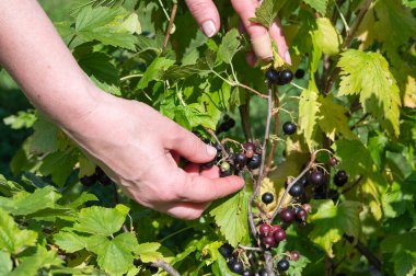 Bereketli bir sarmaşıktan olgun üzümleri toplayarak renkli ve verimli bir hasat elde ediyoruz.