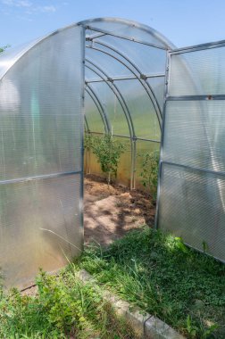 Çeşitli bitkilerle dolu geniş bir sera sürdürülebilir ve çevre dostu bir bahçe yaklaşımı sergiliyor.