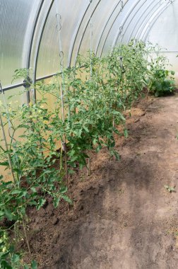 Gelişen bir sera ortamında verimli domates bitkileri ideal verim seviyelerine ulaşmak için dikey olarak büyür