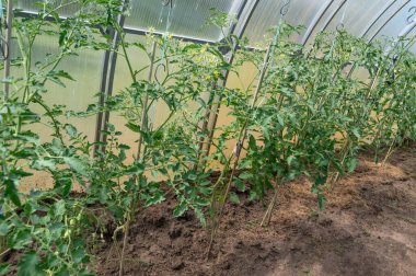 Sağlıklı domates bitkileri serada muhteşem bir şekilde gelişiyor. Şu anda hasat için sabırsızlıkla bekliyorlar.