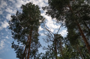 Uzun ve görkemli çam ağaçları engin gökyüzüne doğru uzanıyor, bulutlar tarafından güzel çerçevelenmiş sakin bir atmosferde.