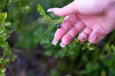 Bir el, canlı yeşil bir çalılıktan olgun, sulu yaban mersinlerini dikkatlice toplar bol bol cömertlik ve hediyeler sunar.