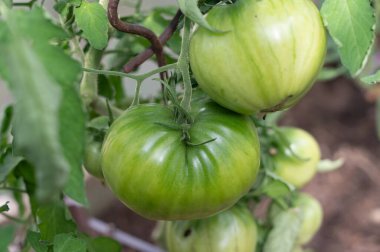 Canlı yeşil domatesler sağlıklı bir sarmaşıkta yetişiyor. Bahçıvanlığın doğal cazibesini güzel bir şekilde gösteriyor.