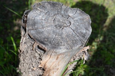 Burada, doğal ortamında yemyeşil çimlerin arasında bulunan bir ağaç kütüğünün detaylı bir yakın plan görüntüsü var.