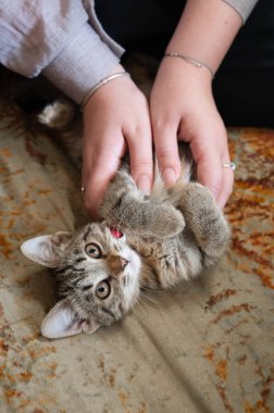 Sevecen ellere tutulmuş sevimli bir kedi yavrusu sıcak, samimi bir ev ortamında sevgi ve neşe gösteriyor.