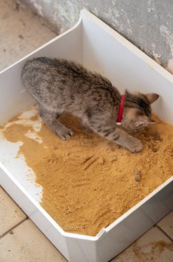 Neşeli küçük bir kedi yavrusu, doğal merakını ve eğlenceli ruhunu sergileyerek kumluk bir kutuda eğleniyor.