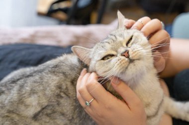 Sevgi dolu bir kedi sahibinden sevgi görüyor, evcil hayvanlarla sahipleri arasındaki derin bağı gösteriyor.